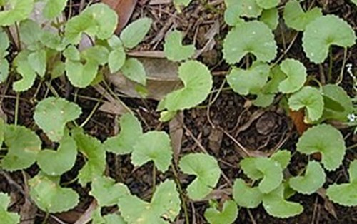 Tác dụng dược lý của Rau má (Centella asiatica) đối với các bệnh về da: Bằng chứng và cơ chế có thể 